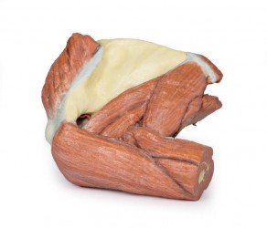 Wydruk anatomiczny - Lewy bark, mięśnie powierzchowne, tętnica pachowa i ramienna - Image no.: 8