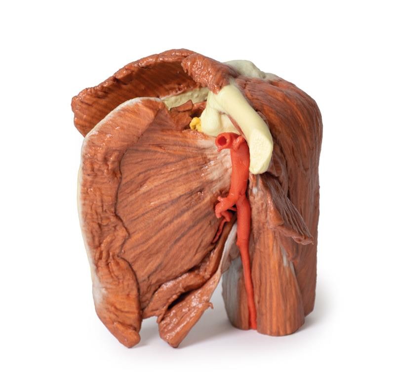 Wydruk anatomiczny - Lewy bark, mięśnie powierzchowne, tętnica pachowa i ramienna - Image no.: 1