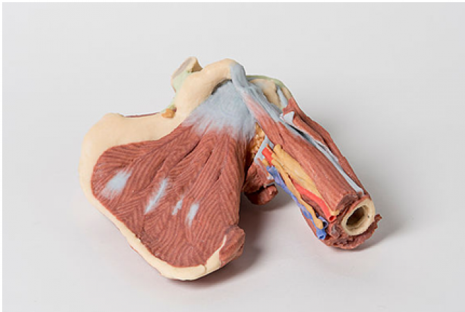Obręcz barkowa -  mięśnie powierzchowne i głebokie, naczynia krwionośne i nerwy - Image no.: 10