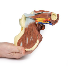 Obręcz barkowa -  mięśnie powierzchowne i głebokie, naczynia krwionośne i nerwy - Image no.: 2