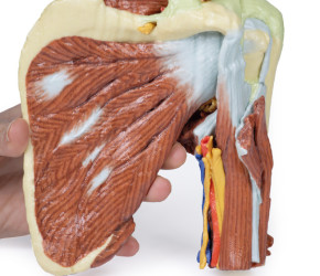 Obręcz barkowa -  mięśnie powierzchowne i głebokie, naczynia krwionośne i nerwy - Image no.: 4