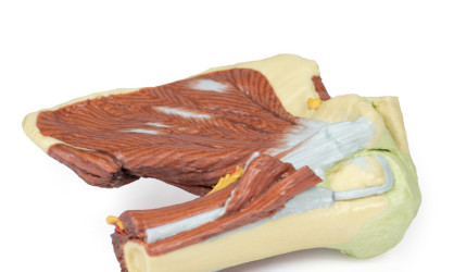 Obręcz barkowa -  mięśnie powierzchowne i głebokie, naczynia krwionośne i nerwy - Image no.: 5