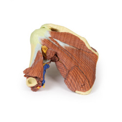 Obręcz barkowa -  mięśnie powierzchowne i głebokie, naczynia krwionośne i nerwy - Image no.: 6