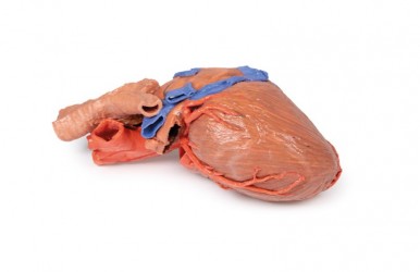 Wydruk anatomiczny - Model serca 3D - Image no.: 2