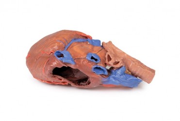 Wydruk anatomiczny - Model serca 3D - Image no.: 3
