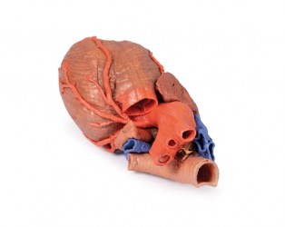 Wydruk anatomiczny - Model serca 3D - Image no.: 5