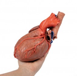 Wydruk anatomiczny - Model serca 3D - Image no.: 7