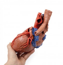 Wydruk anatomiczny - Model serca 3D - Image no.: 8