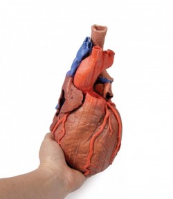 Wydruk anatomiczny - Model serca 3D - Image no.: 9