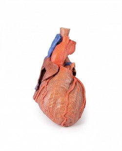 Wydruk anatomiczny - Model serca 3D - Image no.: 1