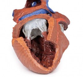 Model serca 3D, budowa wewnętrzna - Image no.: 2