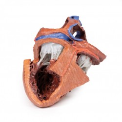 Model serca 3D, budowa wewnętrzna - Image no.: 3