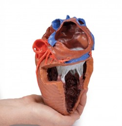 Model serca 3D, budowa wewnętrzna - Image no.: 4