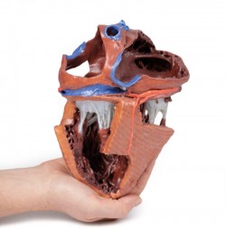 Model serca 3D, budowa wewnętrzna - Image no.: 5