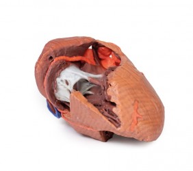 Model serca 3D, budowa wewnętrzna - Image no.: 6