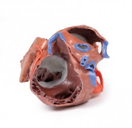 Model serca 3D, budowa wewnętrzna - Image no.: 7