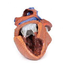 Model serca 3D, budowa wewnętrzna - Image no.: 1