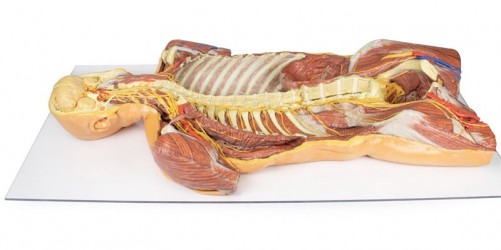 Model anatomiczny 3D - mięśnie grzbietowej powierzchni torsu wraz z unerwieniem  - Image no.: 2