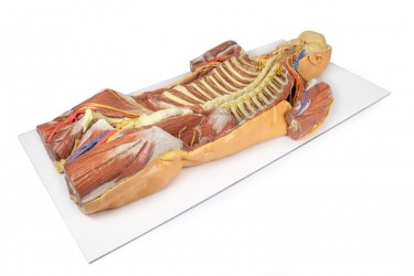 Model anatomiczny 3D - mięśnie grzbietowej powierzchni torsu wraz z unerwieniem  - Image no.: 6