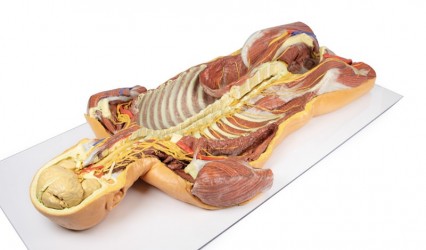 Model anatomiczny 3D - mięśnie grzbietowej powierzchni torsu wraz z unerwieniem  - Image no.: 8