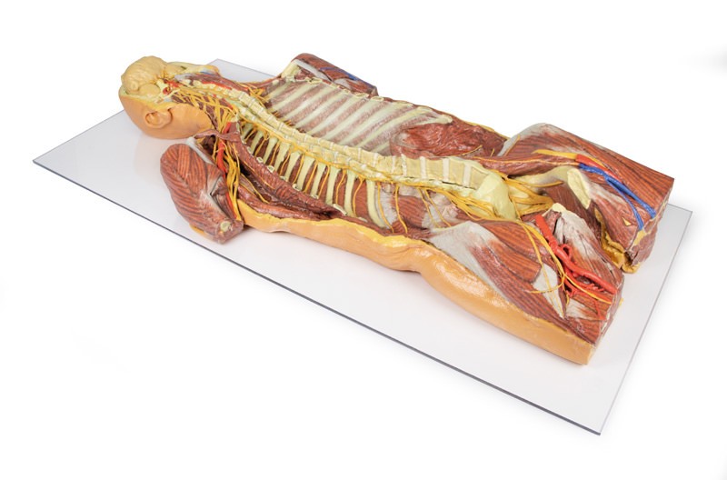Model anatomiczny 3D - mięśnie grzbietowej powierzchni torsu wraz z unerwieniem  - Image no.: 1