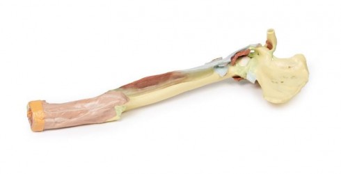 Wydruk anatomiczny - kończyna górna, biceps, kości, więzadła - Image no.: 2