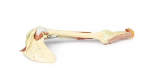 Wydruk anatomiczny - kończyna górna, biceps, kości, więzadła - Image no.: 3