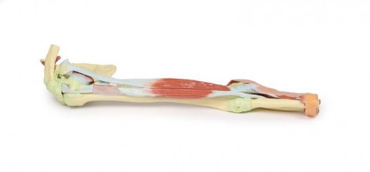 Wydruk anatomiczny - kończyna górna, biceps, kości, więzadła - Image no.: 4