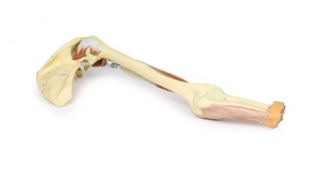 Wydruk anatomiczny - kończyna górna, biceps, kości, więzadła - Image no.: 6