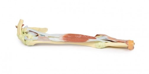 Wydruk anatomiczny - kończyna górna, biceps, kości, więzadła - Image no.: 8