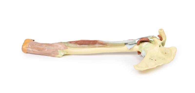Wydruk anatomiczny - kończyna górna, biceps, kości, więzadła - Image no.: 1