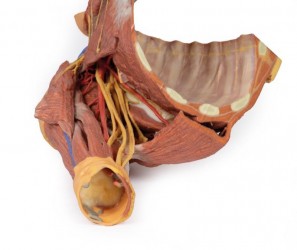 Wydruk anatomiczny 3D - prawy bark z mięśniami, dół pachowy, fragment klatki piersiowej - Image no.: 10