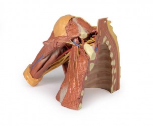 Wydruk anatomiczny 3D - prawy bark z mięśniami, dół pachowy, fragment klatki piersiowej - Image no.: 2