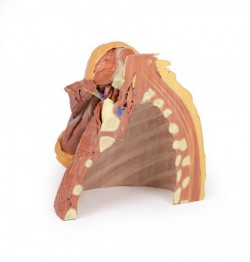 Wydruk anatomiczny 3D - prawy bark z mięśniami, dół pachowy, fragment klatki piersiowej - Image no.: 3