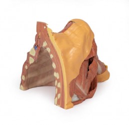 Wydruk anatomiczny 3D - prawy bark z mięśniami, dół pachowy, fragment klatki piersiowej - Image no.: 4