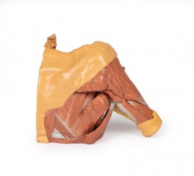 Wydruk anatomiczny 3D - prawy bark z mięśniami, dół pachowy, fragment klatki piersiowej - Image no.: 5