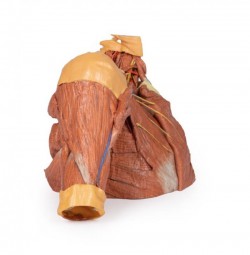 Wydruk anatomiczny 3D - prawy bark z mięśniami, dół pachowy, fragment klatki piersiowej - Image no.: 6
