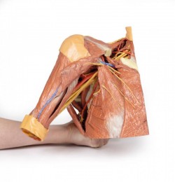 Wydruk anatomiczny 3D - prawy bark z mięśniami, dół pachowy, fragment klatki piersiowej - Image no.: 7