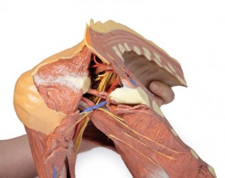 Wydruk anatomiczny 3D - prawy bark z mięśniami, dół pachowy, fragment klatki piersiowej - Image no.: 8