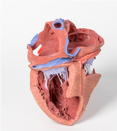Model serca w postaci wydruku 3D, struktury wewnętrzne - Image no.: 9