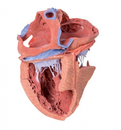 Model serca w postaci wydruku 3D, struktury wewnętrzne - Image no.: 1