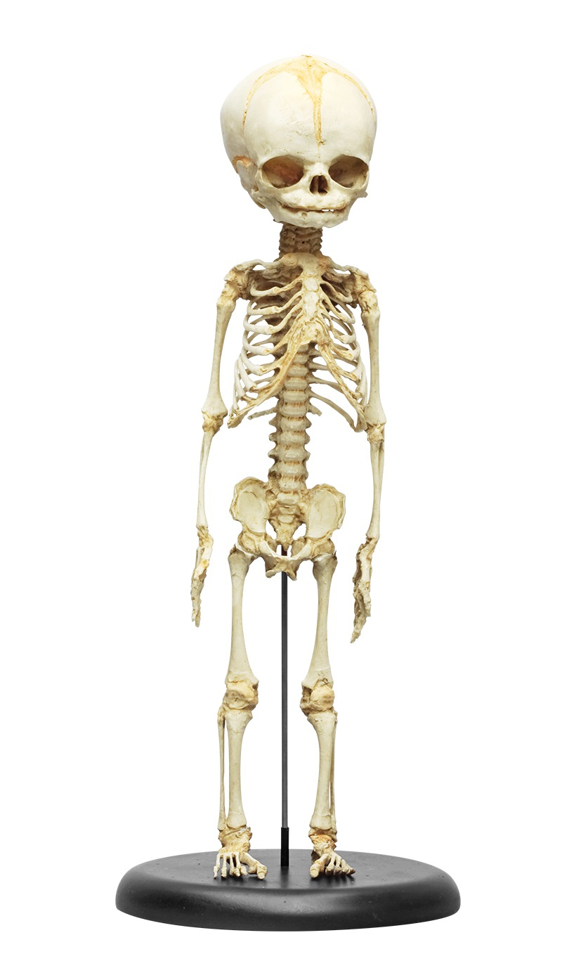 Model szkieletu 30-tygodniowego płodu  - Image no.: 1