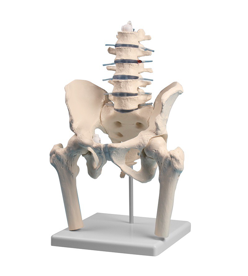 Model lędźwiowego odcinka kręgosłupa z miednicą i fragmentami kości udowych - Image no.: 1
