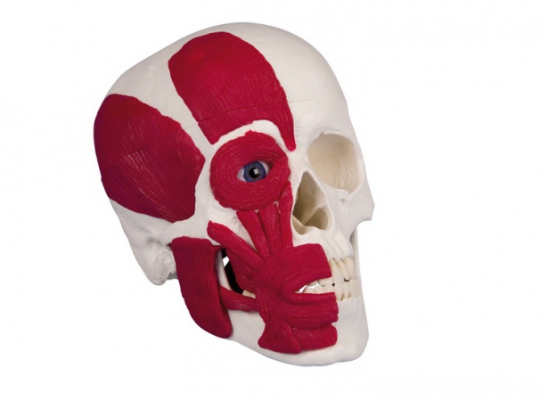 Model czaszki z mięśniami - Image no.: 1