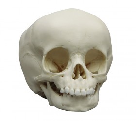 Model czaszki 15-miesięcznego dziecka - Image no.: 1