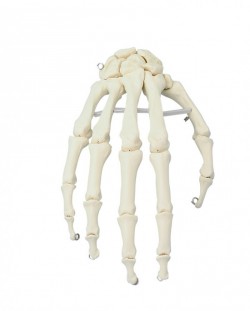 Model kostny dłoni - Image no.: 1