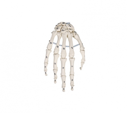 Model kostny dłoni, kości numerowane - Image no.: 1