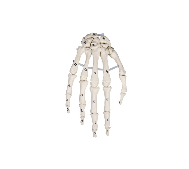 Model kostny dłoni, kości numerowane - Image no.: 1
