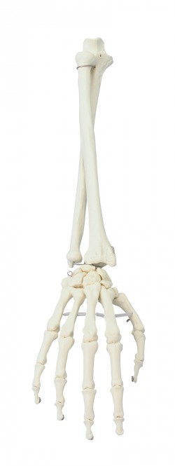 Model kostny dłoni i przedramienia - Image no.: 1
