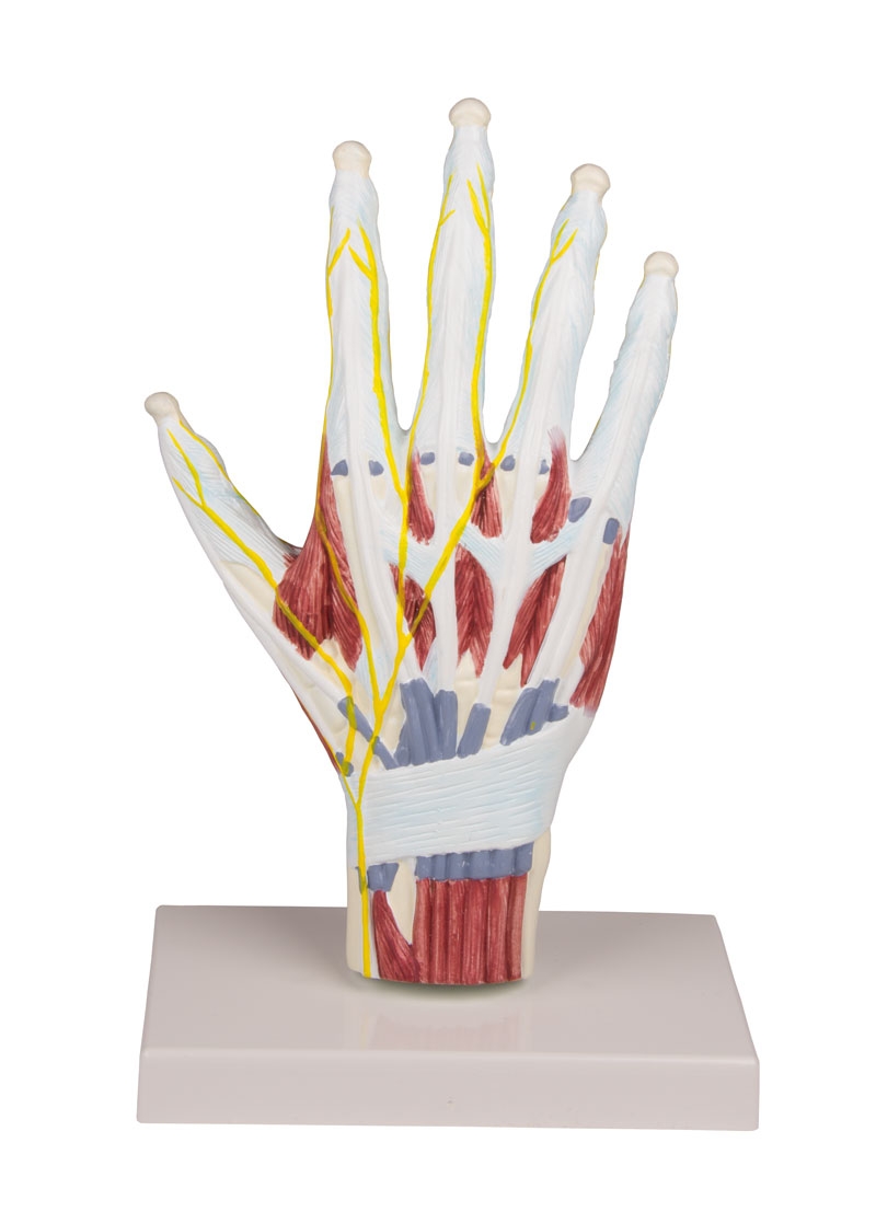 Model anatomiczny dłoni - Image no.: 1